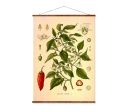 Cayenne Pepper (Capsicum Annuum) Vintage Medical Botanicals Antique Plant and Herb Drawings Ready to Hang Kitchen Art Decor Canvas Scroll Sale