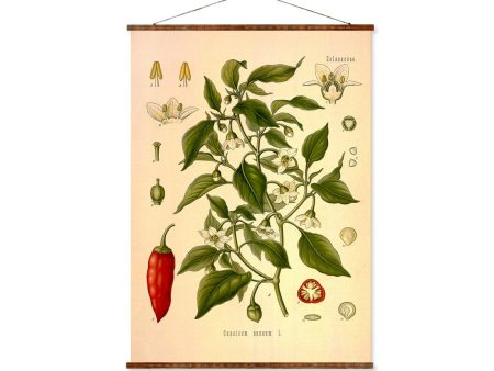 Cayenne Pepper (Capsicum Annuum) Vintage Medical Botanicals Antique Plant and Herb Drawings Ready to Hang Kitchen Art Decor Canvas Scroll Sale