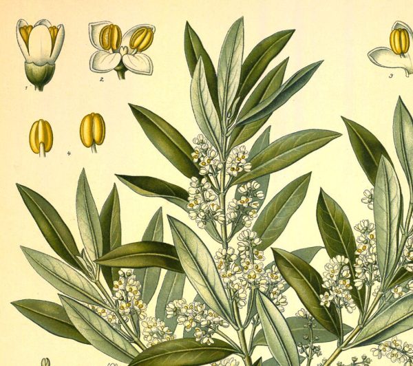 Olive (Olea europaea) Vintage Medical Botanicals Antique Plant and Herb Drawings Ready to Hang Kitchen Art Decorative Canvas Scroll Supply