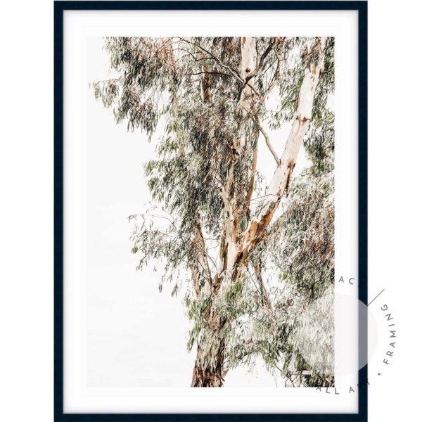 Valley Gumtrees I For Sale