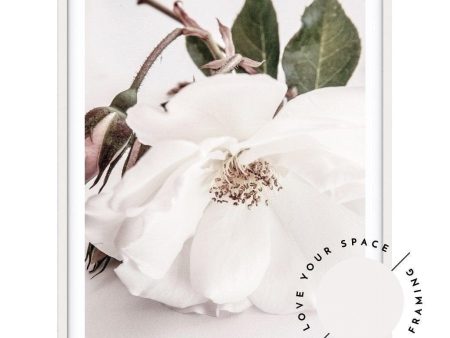 White Rose II Hot on Sale