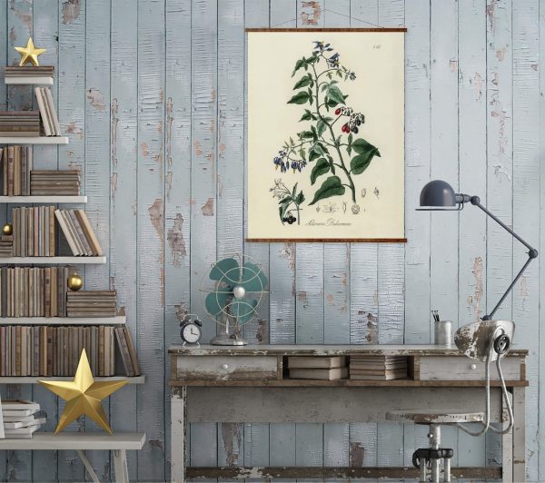 Bittersweet Flower Illustration Vintage Botanicals Antique Plant and Herb Drawings Ready to Hang Kitchen Decorative Canvas Scroll Cheap