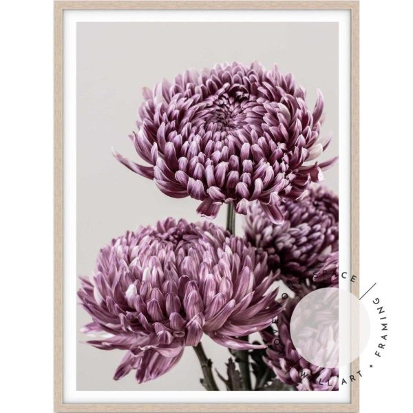 Mauve Chrysanthemum I Sale