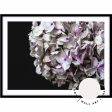 Hydrangea I For Discount