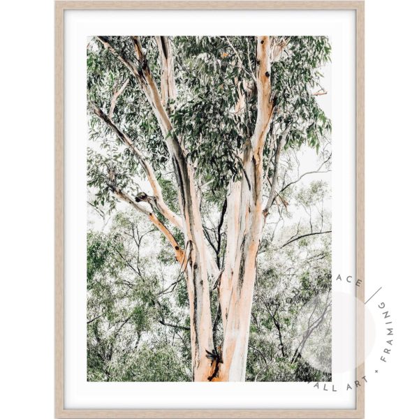 Valley Gumtrees III Discount