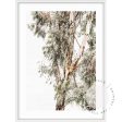 Valley Gumtrees I For Sale