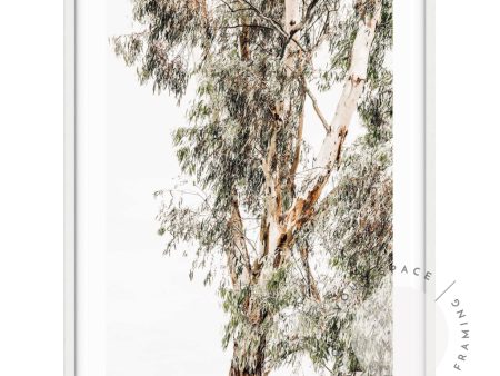 Valley Gumtrees I For Sale