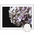 Hydrangea I For Discount