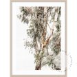 Valley Gumtrees I For Sale