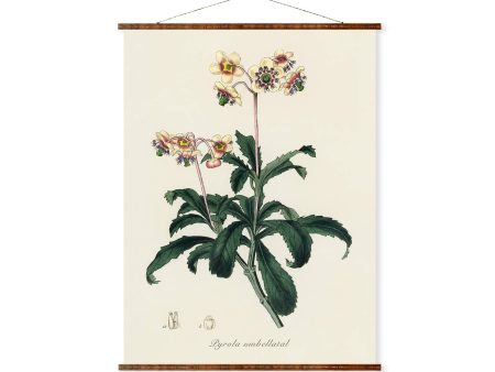 Lyrola Umbellata Vintage Botanicals Antique Plant and Herb Drawings Ready to Hang Kitchen Decorative Canvas Scroll For Discount