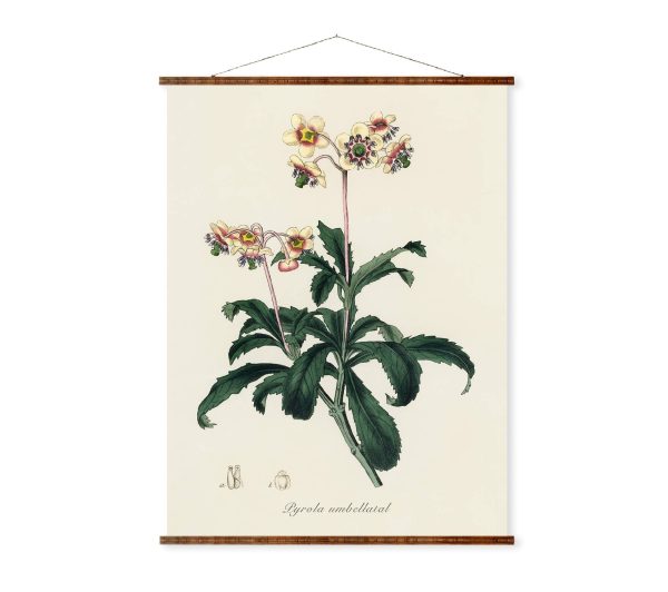 Lyrola Umbellata Vintage Botanicals Antique Plant and Herb Drawings Ready to Hang Kitchen Decorative Canvas Scroll For Discount