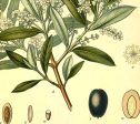 Olive (Olea europaea) Vintage Medical Botanicals Antique Plant and Herb Drawings Ready to Hang Kitchen Art Decorative Canvas Scroll Supply