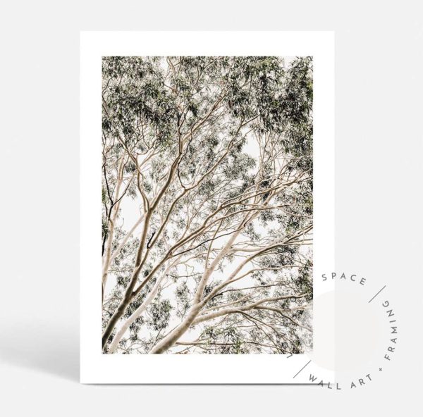 Valley Gumtrees II Online