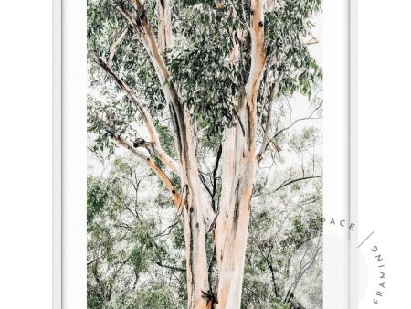 Valley Gumtrees III Discount