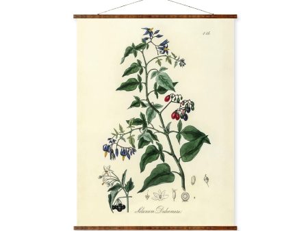 Bittersweet Flower Illustration Vintage Botanicals Antique Plant and Herb Drawings Ready to Hang Kitchen Decorative Canvas Scroll Cheap