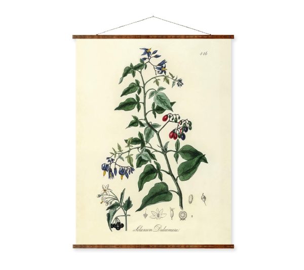 Bittersweet Flower Illustration Vintage Botanicals Antique Plant and Herb Drawings Ready to Hang Kitchen Decorative Canvas Scroll Cheap