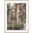 Red Gums - Port Stephens Online Sale