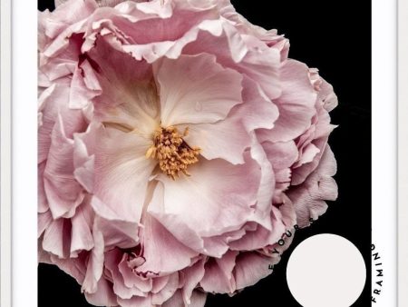 Full Bloom Peony II - SQUARE Online Sale