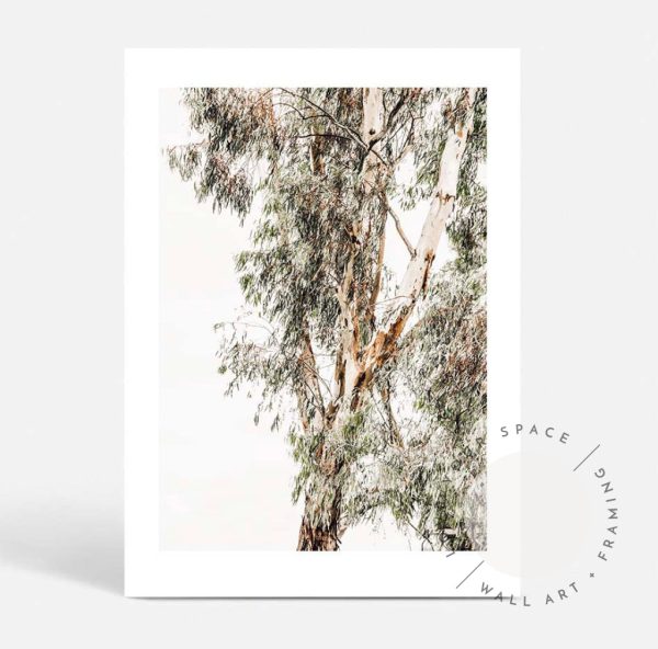 Valley Gumtrees I For Sale