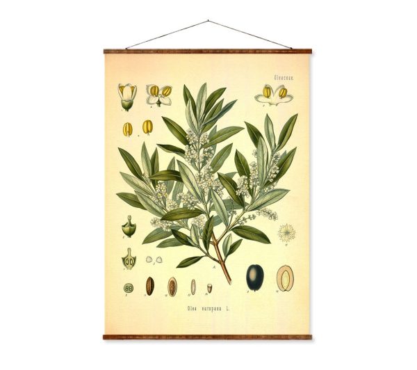 Olive (Olea europaea) Vintage Medical Botanicals Antique Plant and Herb Drawings Ready to Hang Kitchen Art Decorative Canvas Scroll Supply