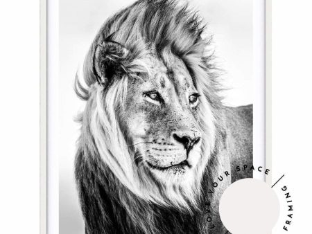 Lion - B&W Online now