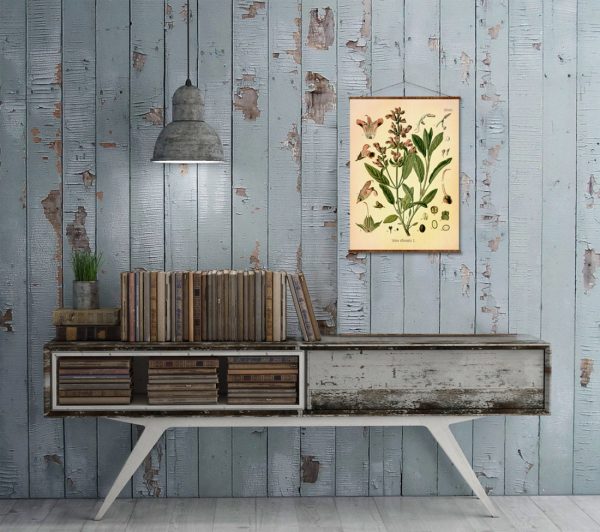 Sage (Salvia Officinalis) Vintage Medical Botanicals Antique Plant and Herb Drawings Ready to Hang Kitchen Art Decorative Canvas Scroll Online Hot Sale