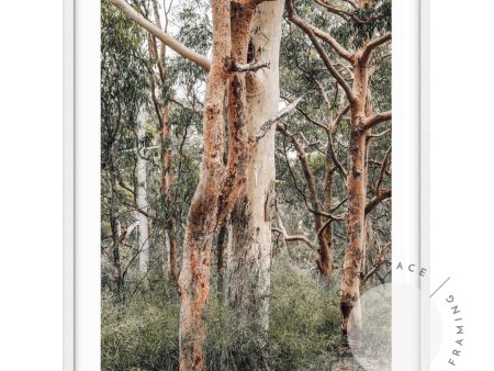 Red Gums - Port Stephens Online Sale