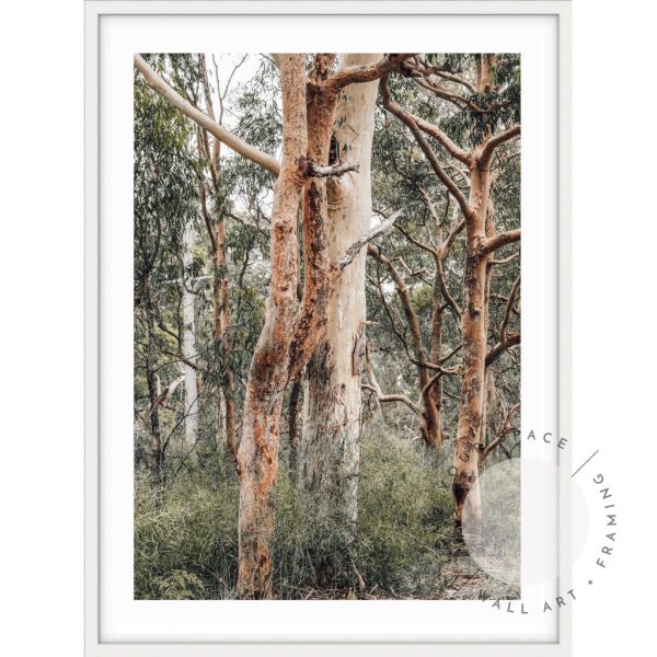 Red Gums - Port Stephens Online Sale