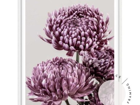 Mauve Chrysanthemum I Sale