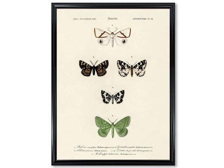 Vintage Butterfly Chart Plate 18 Illustration Decorative Wall Print Poster Science Chart Home Decor Wall Hangings BUY 3 Get 4th PRINT FREE Cheap