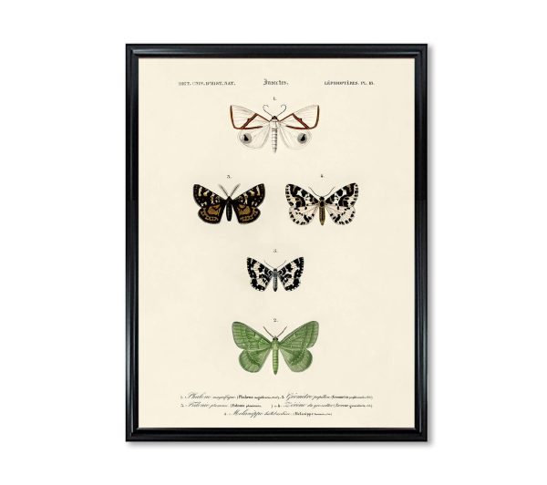 Vintage Butterfly Chart Plate 18 Illustration Decorative Wall Print Poster Science Chart Home Decor Wall Hangings BUY 3 Get 4th PRINT FREE Cheap