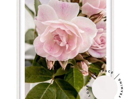 Rose Garden II Online Hot Sale