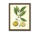 Garcinia Cambogia Medical Botanicals Antique Plant and Herb Drawings  Kitchen Art Decorative Print BUY 3 Get 4th PRINT FREE Discount