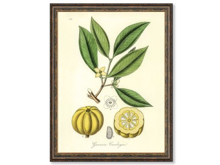 Garcinia Cambogia Medical Botanicals Antique Plant and Herb Drawings  Kitchen Art Decorative Print BUY 3 Get 4th PRINT FREE Discount