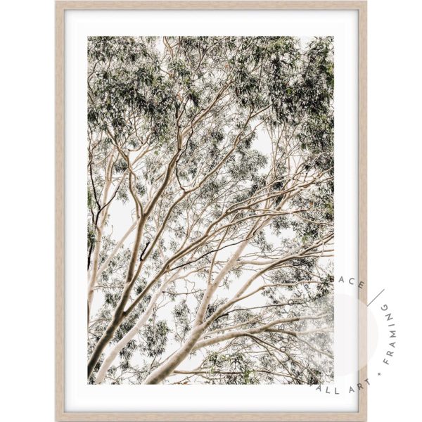 Valley Gumtrees II Online