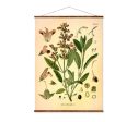 Sage (Salvia Officinalis) Vintage Medical Botanicals Antique Plant and Herb Drawings Ready to Hang Kitchen Art Decorative Canvas Scroll Online Hot Sale