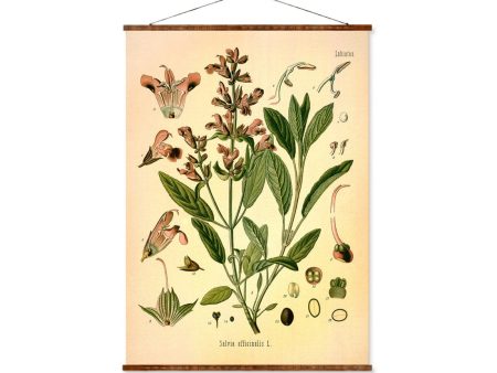 Sage (Salvia Officinalis) Vintage Medical Botanicals Antique Plant and Herb Drawings Ready to Hang Kitchen Art Decorative Canvas Scroll Online Hot Sale