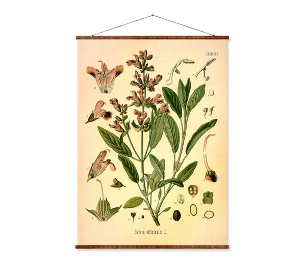 Sage (Salvia Officinalis) Vintage Medical Botanicals Antique Plant and Herb Drawings Ready to Hang Kitchen Art Decorative Canvas Scroll Online Hot Sale