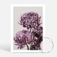 Mauve Chrysanthemum I Sale