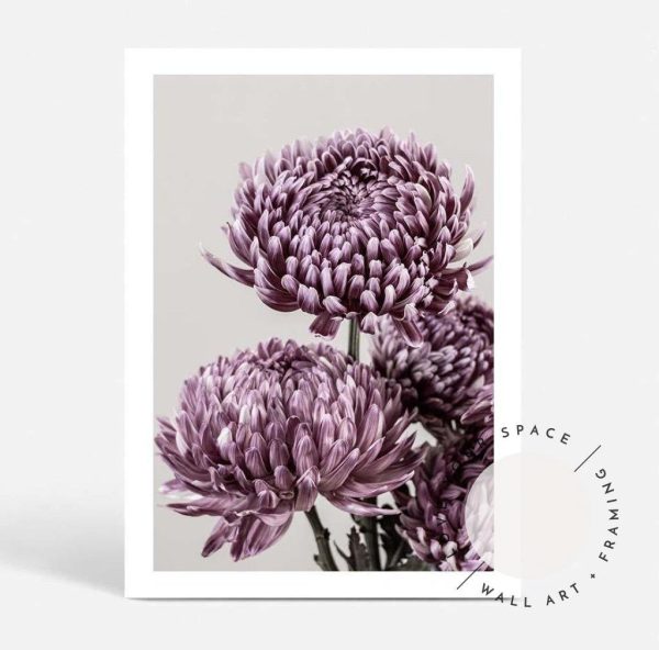 Mauve Chrysanthemum I Sale