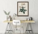 Lyrola Umbellata Vintage Botanicals Antique Plant and Herb Drawings Ready to Hang Kitchen Decorative Canvas Scroll For Discount