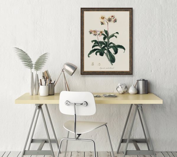 Lyrola Umbellata Vintage Botanicals Antique Plant and Herb Drawings Ready to Hang Kitchen Decorative Canvas Scroll For Discount