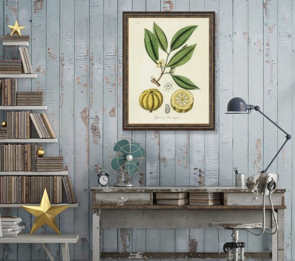 Garcinia Cambogia Medical Botanicals Antique Plant and Herb Drawings  Kitchen Art Decorative Print BUY 3 Get 4th PRINT FREE Discount