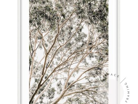 Valley Gumtrees II Online