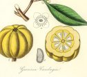 Garcinia Cambogia Medical Botanicals Antique Plant and Herb Drawings  Kitchen Art Decorative Print BUY 3 Get 4th PRINT FREE Discount