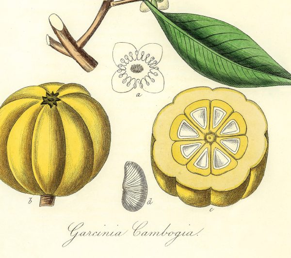 Garcinia Cambogia Medical Botanicals Antique Plant and Herb Drawings  Kitchen Art Decorative Print BUY 3 Get 4th PRINT FREE Discount