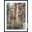 Red Gums - Port Stephens Online Sale