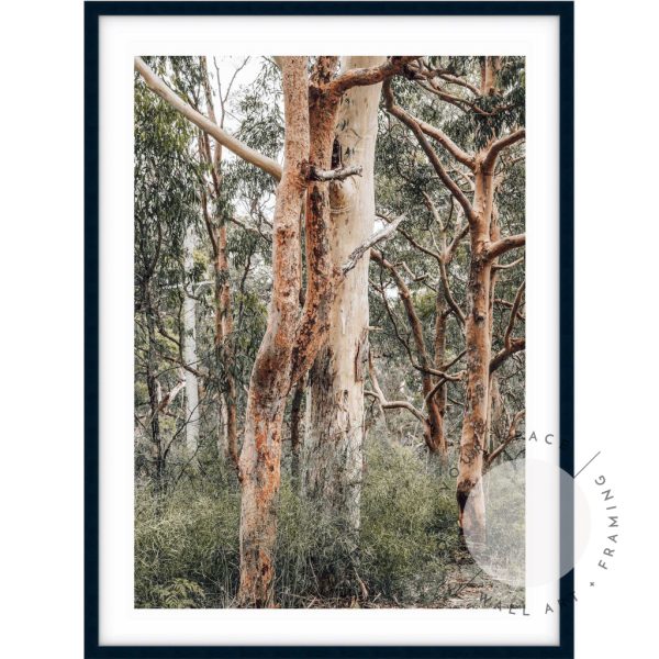 Red Gums - Port Stephens Online Sale